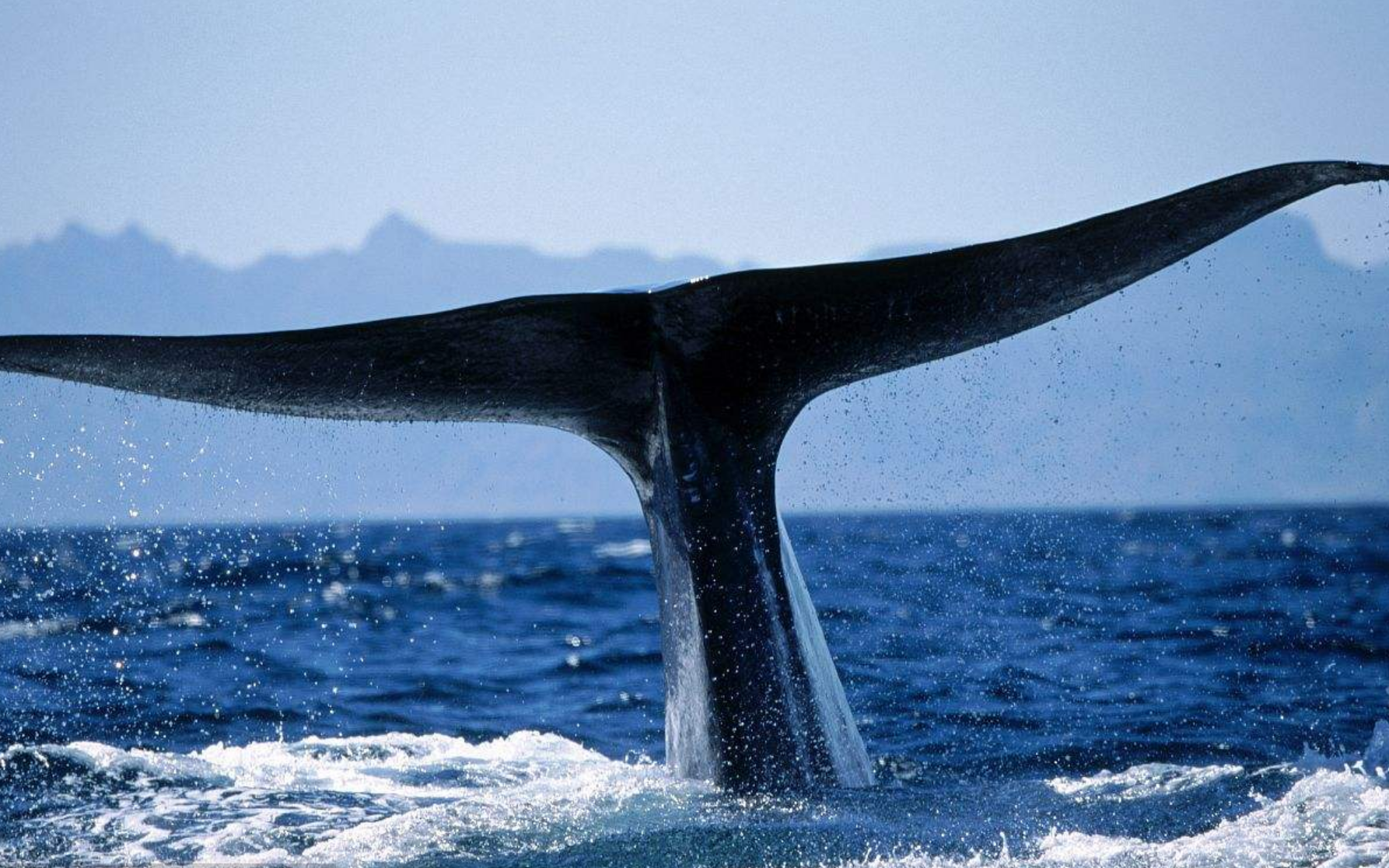 关于蓝鲸的资料(蓝鲸长达30米是真的吗?为何多年来未发现这么大的?