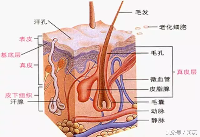 能祛斑祛痘去皱纹？微针到底是护肤扛把子还是装X王？