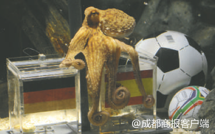 世界杯阿卡硫斯（那些世界杯賽場上的預言“神獸”）