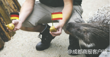世界杯阿卡硫斯（那些世界杯賽場上的預言“神獸”）