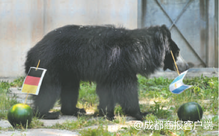 保罗为什么能预言世界杯(那些世界杯赛场上的预言“神兽”)