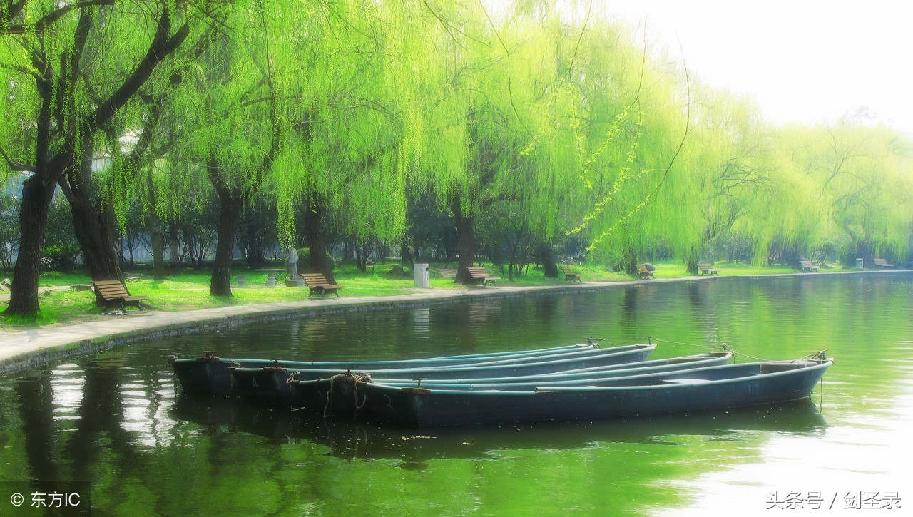 最少柳树的优美句子