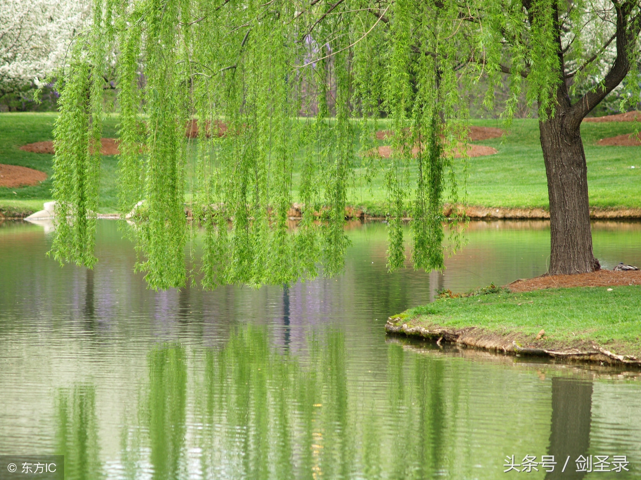 最少柳树的优美句子