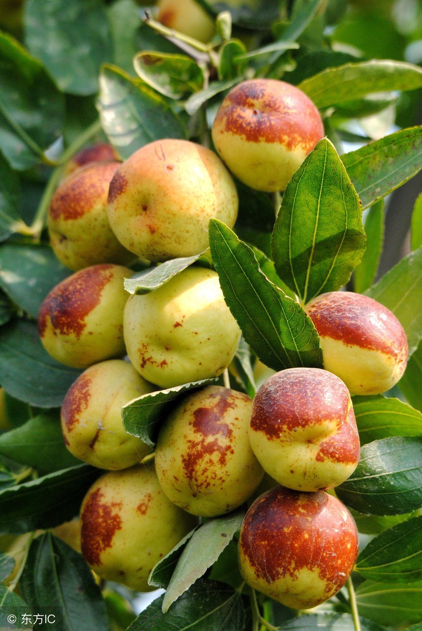 用梨前八月熟庭枣连成一句古诗_庭前枣梨八月熟 - 成语词句网