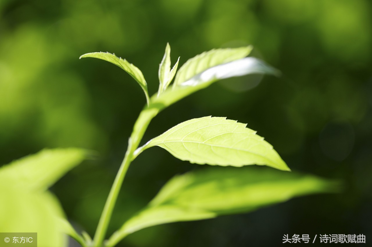 古人写景物经典诗词十首，每一首都写了一种景物，那一首更好