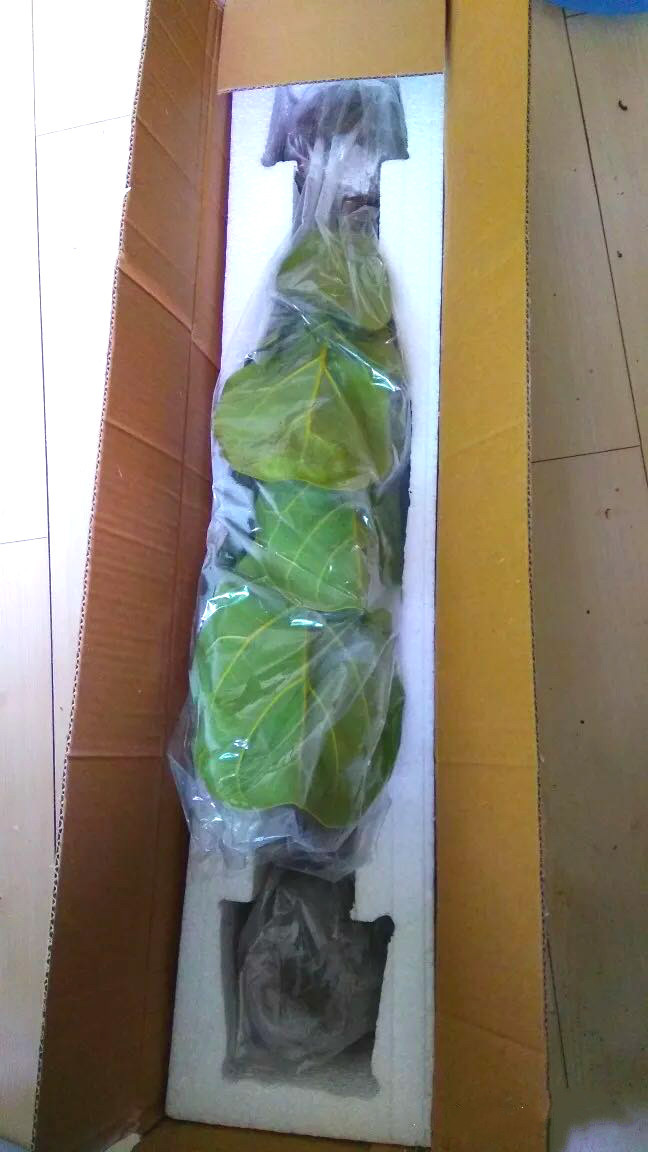 网购植物讲究多,到手裸根巧处理,收获遗憾一步之遥!