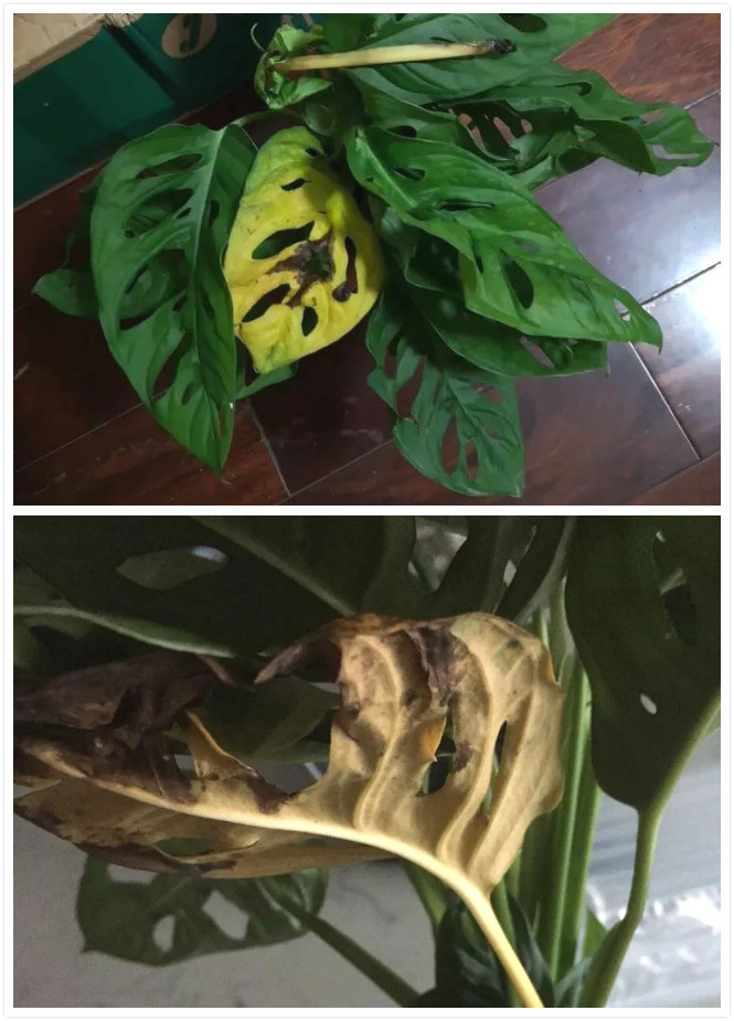 网购植物讲究多,到手裸根巧处理,收获遗憾一步之遥!
