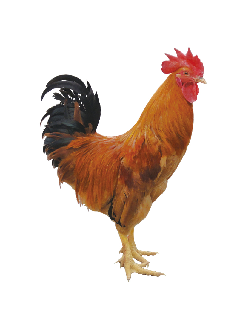 生肖鸡怎么旺运怎么旺桃花