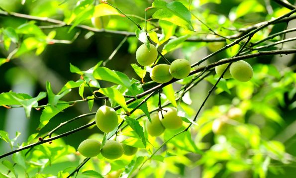 「诗词鉴赏」梅子黄时日日晴