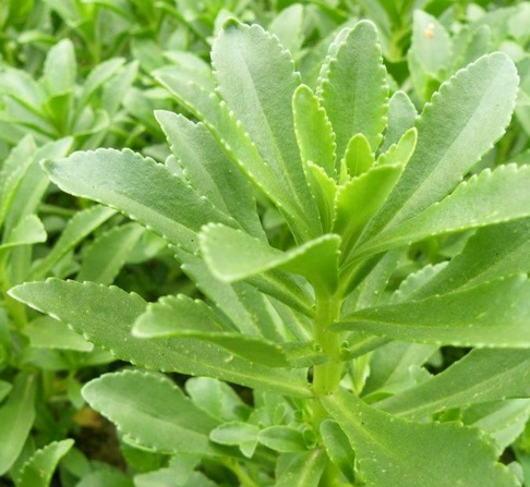 每日一本草——救心菜