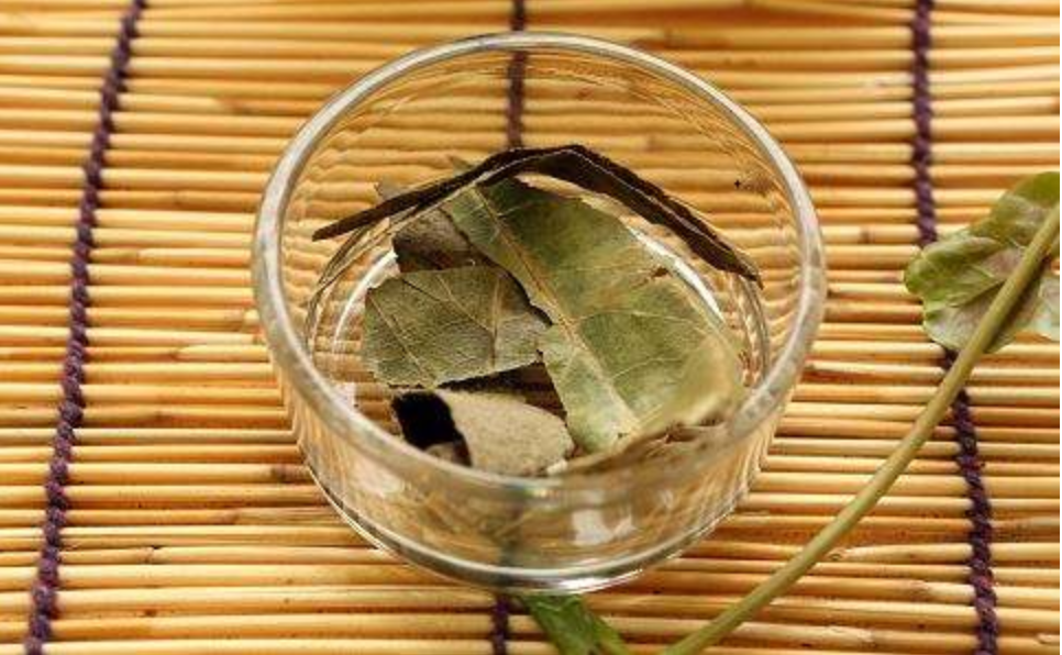 除了止咳，你会“吃”枇杷叶吗？煮茶煲汤熬粥，好吃又保健
