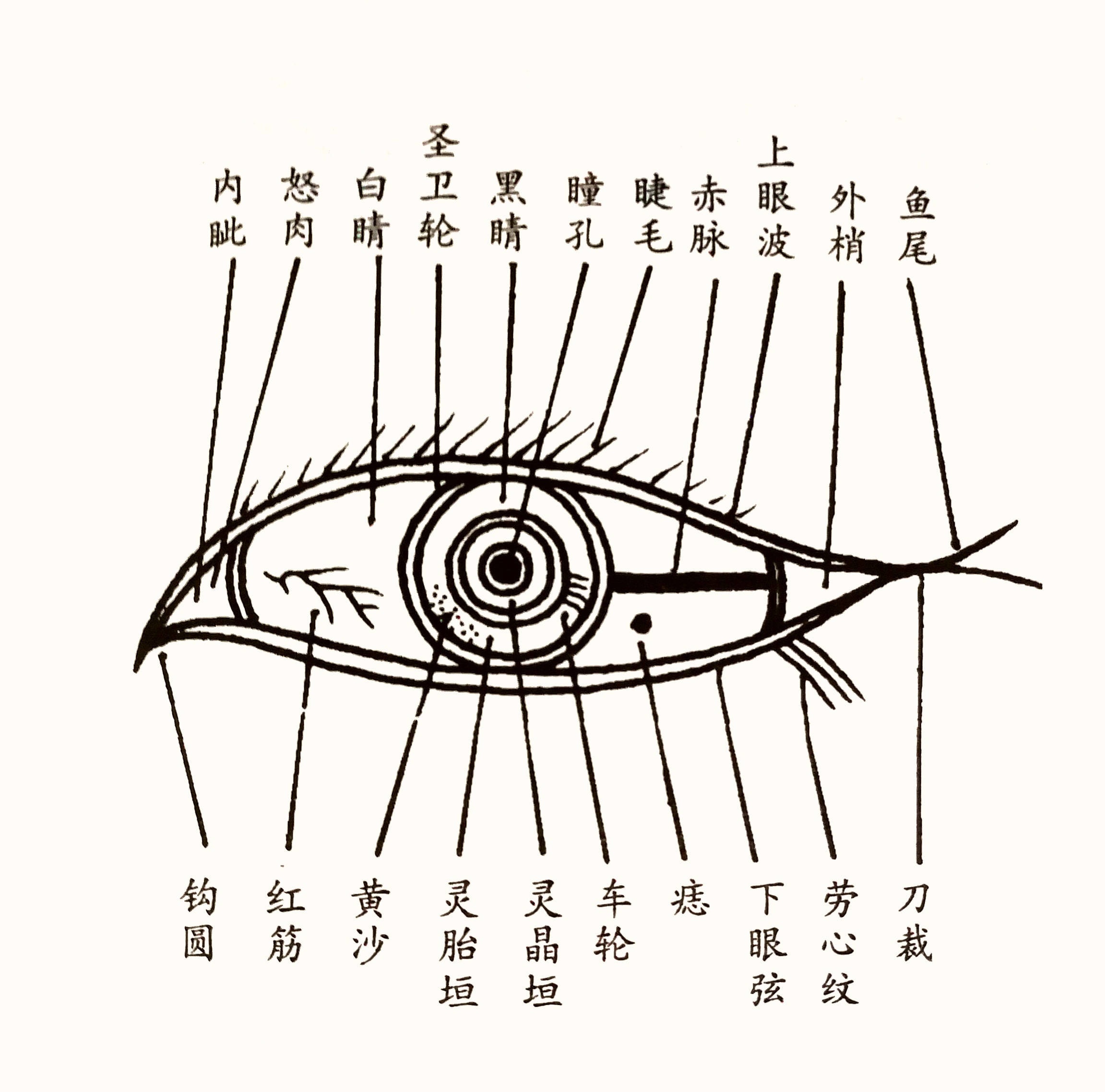 面相：眼睛看健康智慧和个性