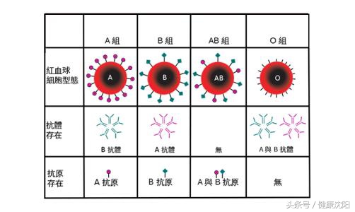 世界献血者日｜您了解您自己的ABO和Rh血型吗？
