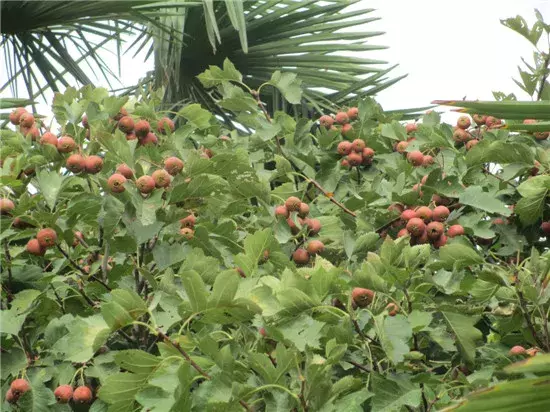 太和一中，阜阳最“学霸”高中？！