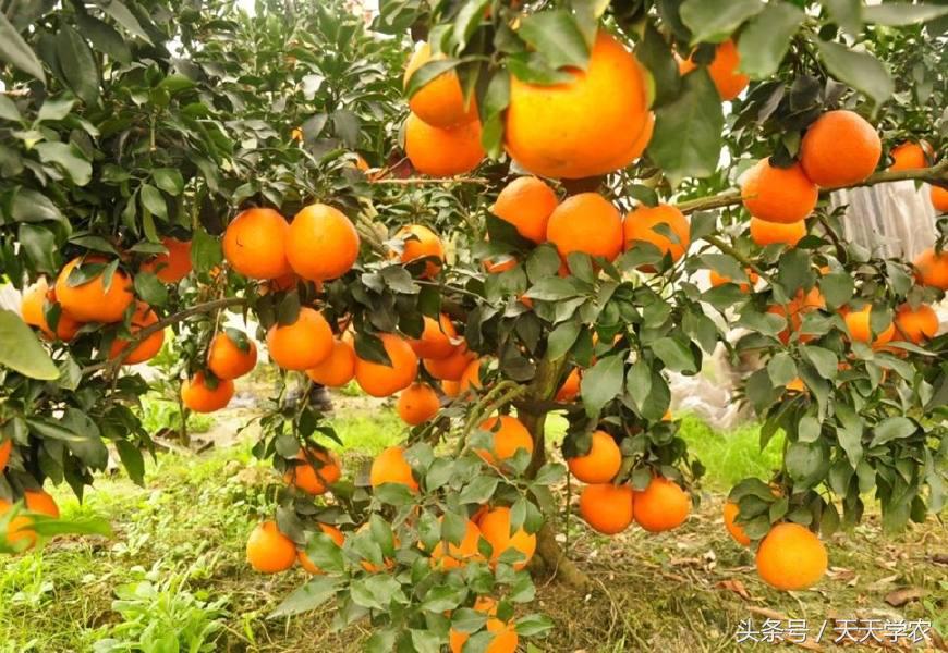 柑橘新品种30元/斤？面对大量出现的新柑橘，你了解多少？