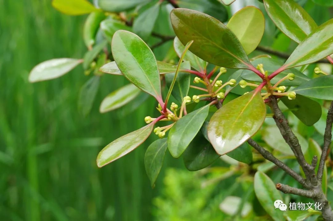 厚皮香图片大全（植物科普之叶厚花香厚皮香）