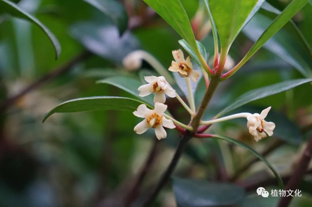 厚皮香图片大全（植物科普之叶厚花香厚皮香）