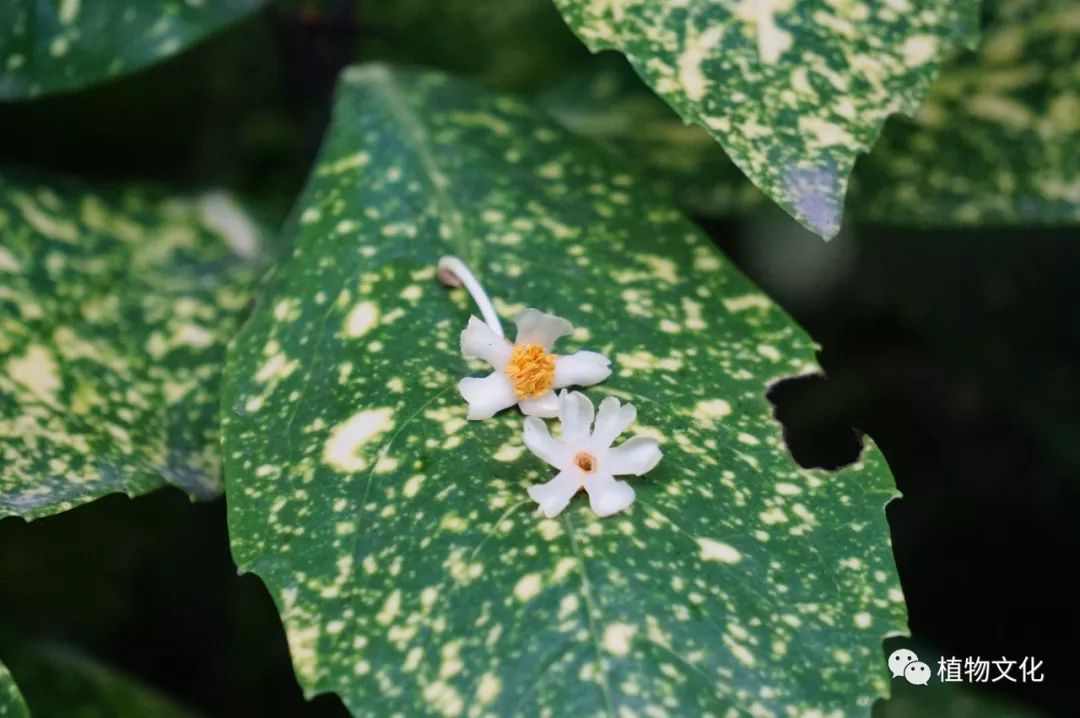 厚皮香图片大全（植物科普之叶厚花香厚皮香）
