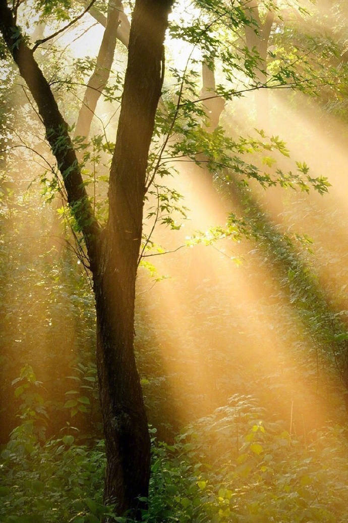 描写太阳的古诗词精选，日出日落互相交替，体现了诗人忧愁与喜悦