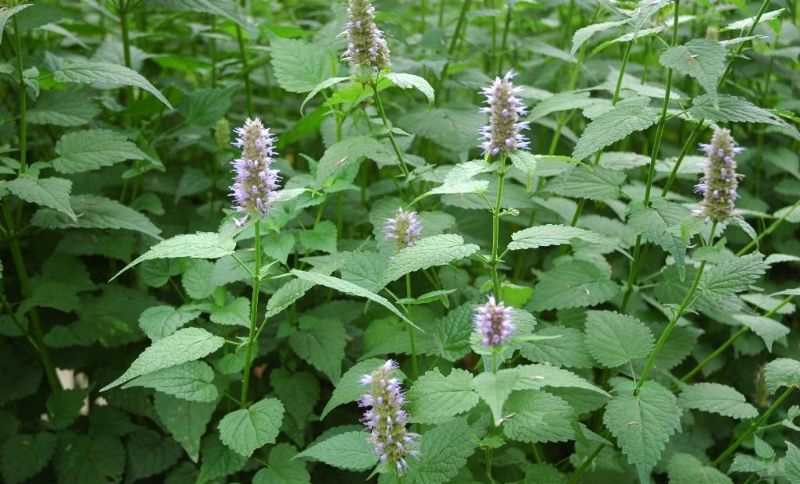 烈日炎炎又一夏,药食同源话藿香