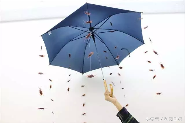 捡到钱都会上交的日本人，却喜欢随手顺走别人的雨伞！