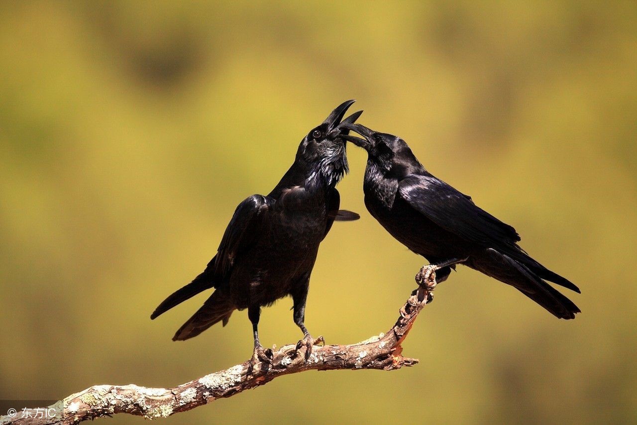 图片[1]-“乌鸦”用英语怎么说？-笑傲英语网