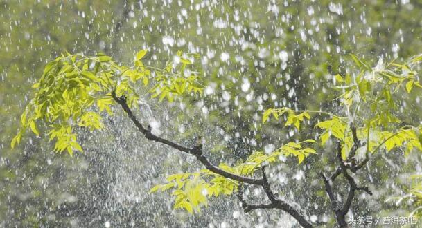 阴雨天，煮一壶茶，煮出了别样的韵味