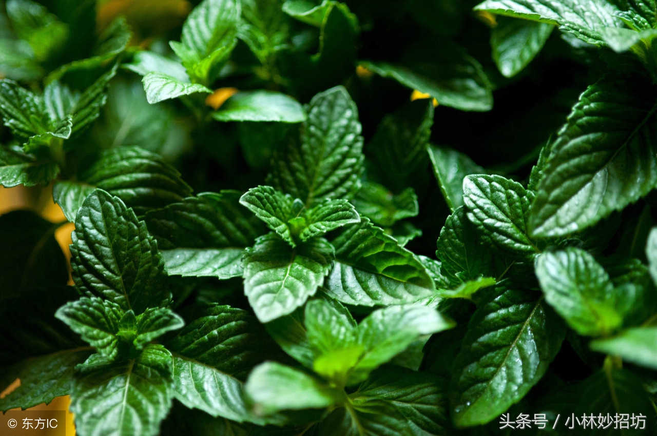 老鼠惨叫声驱鼠mp3老鼠惨叫声驱鼠mp3视频