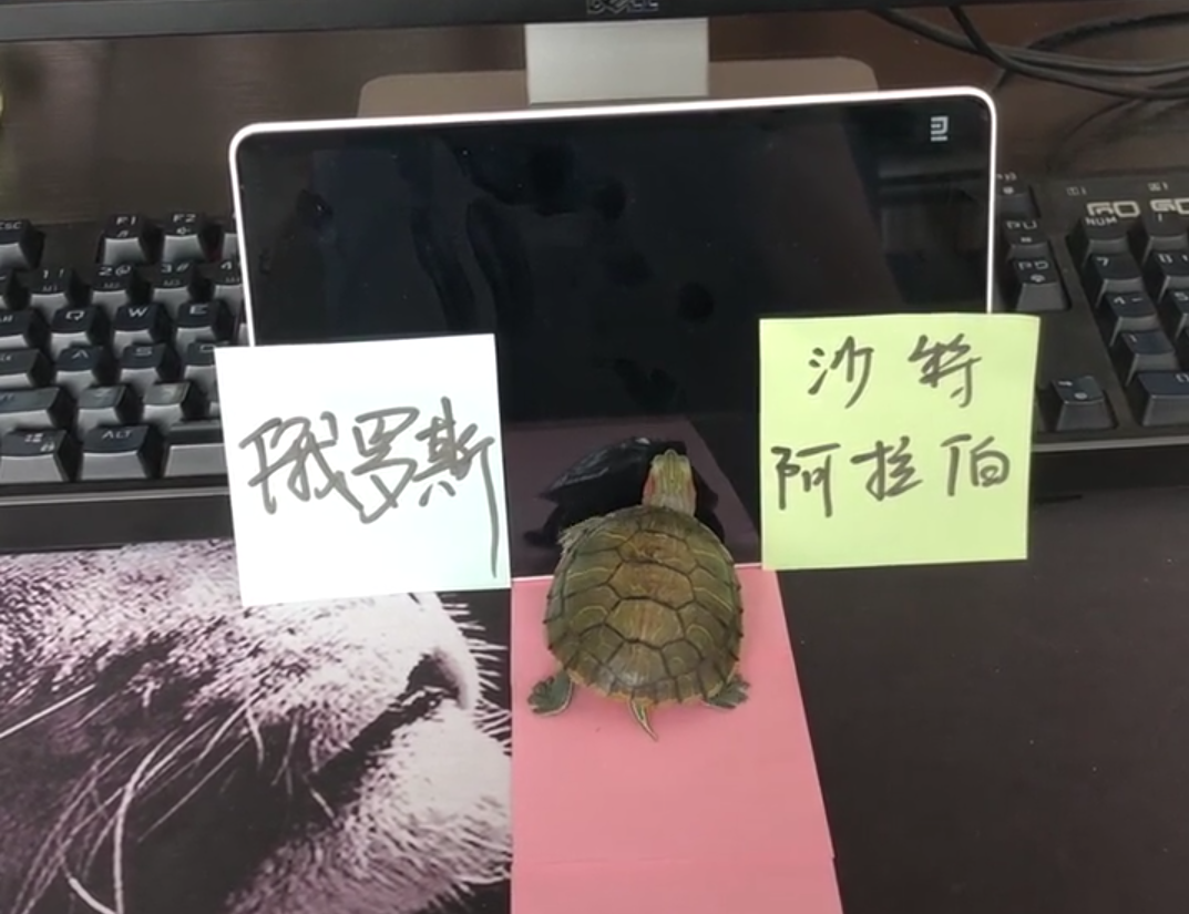 世界杯神龟视频大全(搞笑的球迷用乌龟，预测世界杯揭幕战胜负，结果却是意料之外)