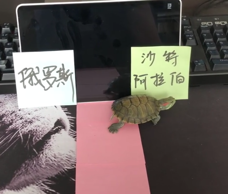 抖音预测世界杯王八(搞笑的球迷用乌龟，预测世界杯揭幕战胜负，结果却是意料之外)