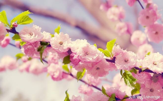 你会招惹到桃花煞吗（桃花煞详解）
