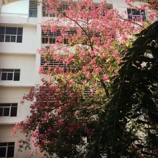 要毕业了，暨南的这些地方，有你的足迹吗？（精美动图）