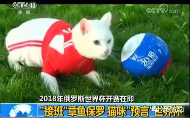 2018世界杯冠军猫预测(2018世界杯官方预言家—竟是这只白猫)