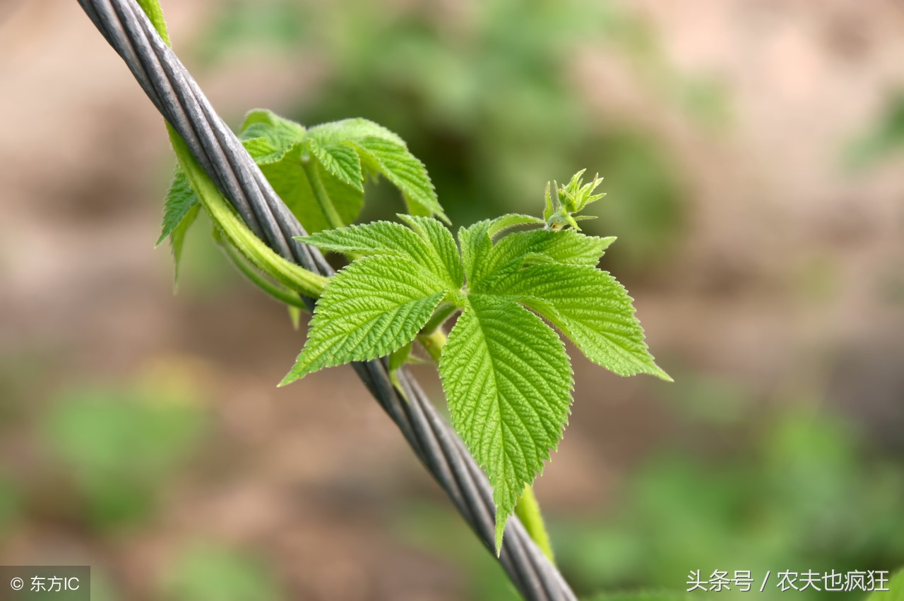拉拉藤的功效与作用-我的快乐小窝