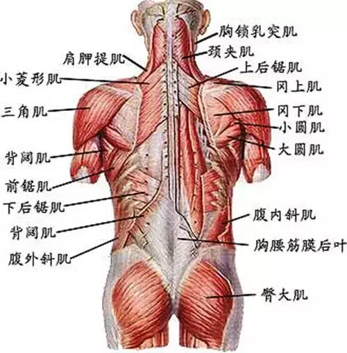 新手不懂如何練背？這幾個動作，開啟你的虐背之旅！