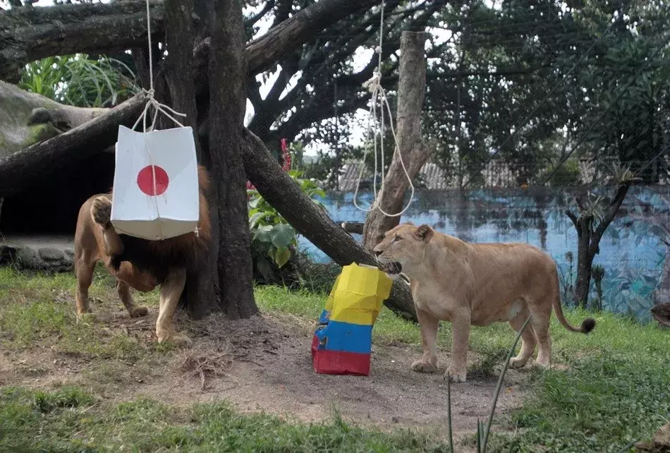 预测猫咪世界杯结果(猫咪预言本届世界杯，澳大利亚有望爆冷？听说用大猫预测更准！)