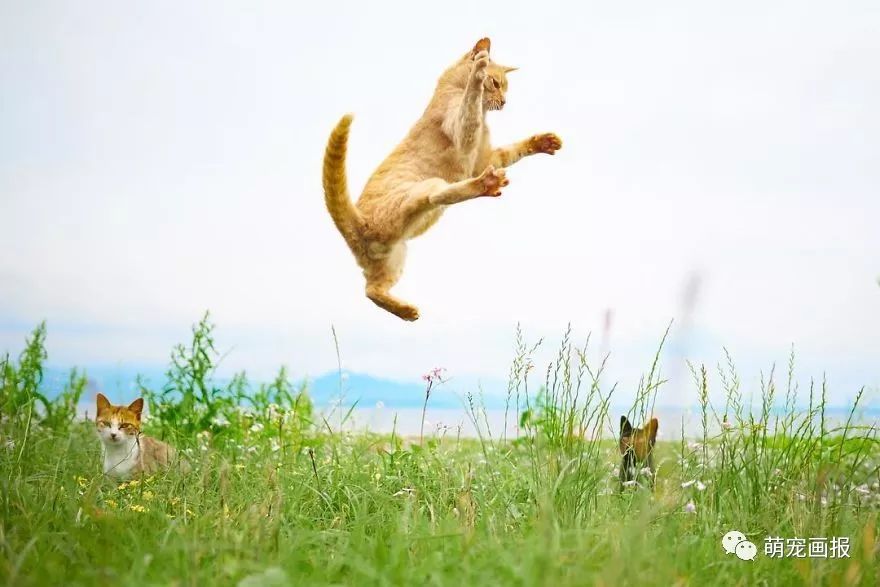 世界杯和猫合拍视频(假如猫咪在世界杯上当守门员，瞧这些敏捷的姿势)