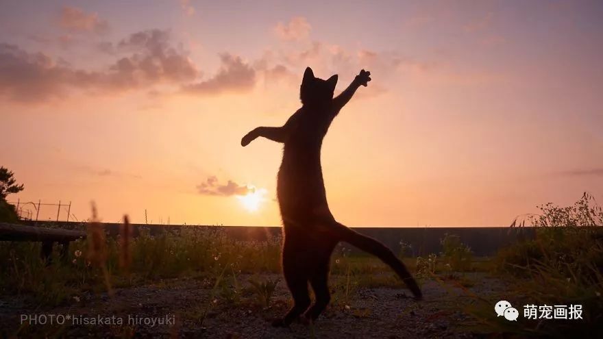 世界杯和猫合拍视频(假如猫咪在世界杯上当守门员，瞧这些敏捷的姿势)