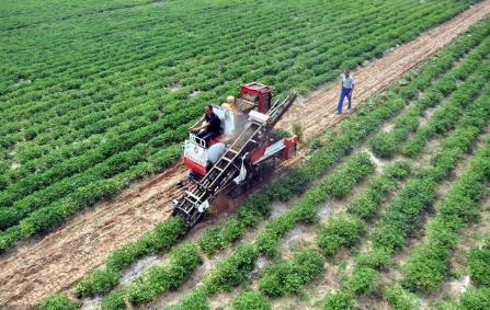 种植高手多年经验，花生黄叶咋防治？其实很简单