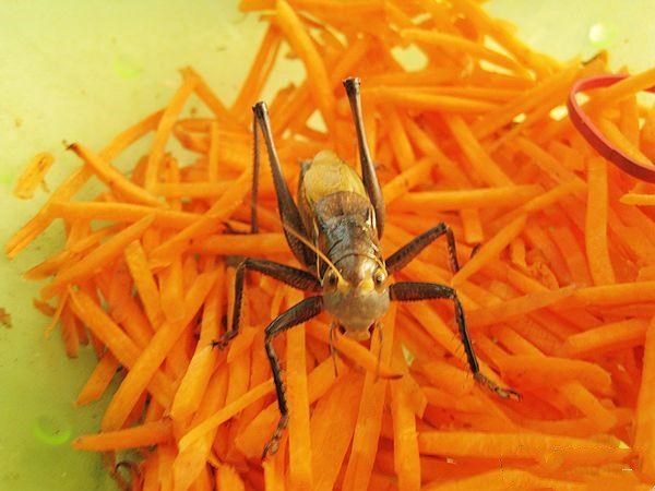 油葫芦和白蟋蟀哪个营养油葫芦幼虫