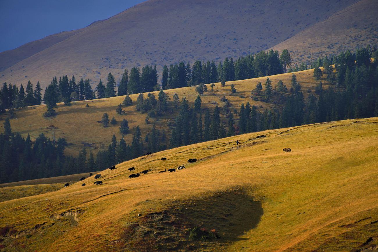 天苍苍野茫茫摄影图__自然风景_旅游摄影_摄影图库_昵图网nipic.com