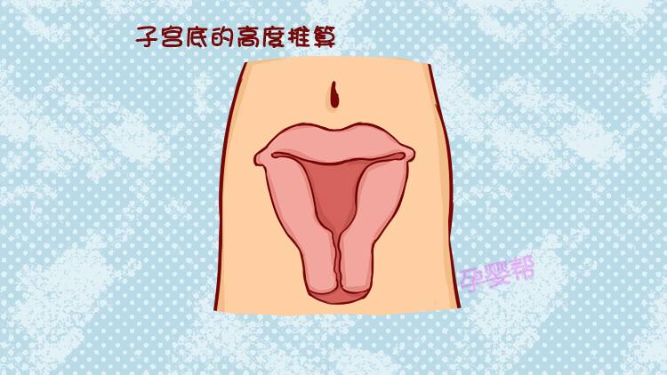 6,根据子宫底的高度推算怀孕时,每过一个月,孕妈的子宫底高度都会发生