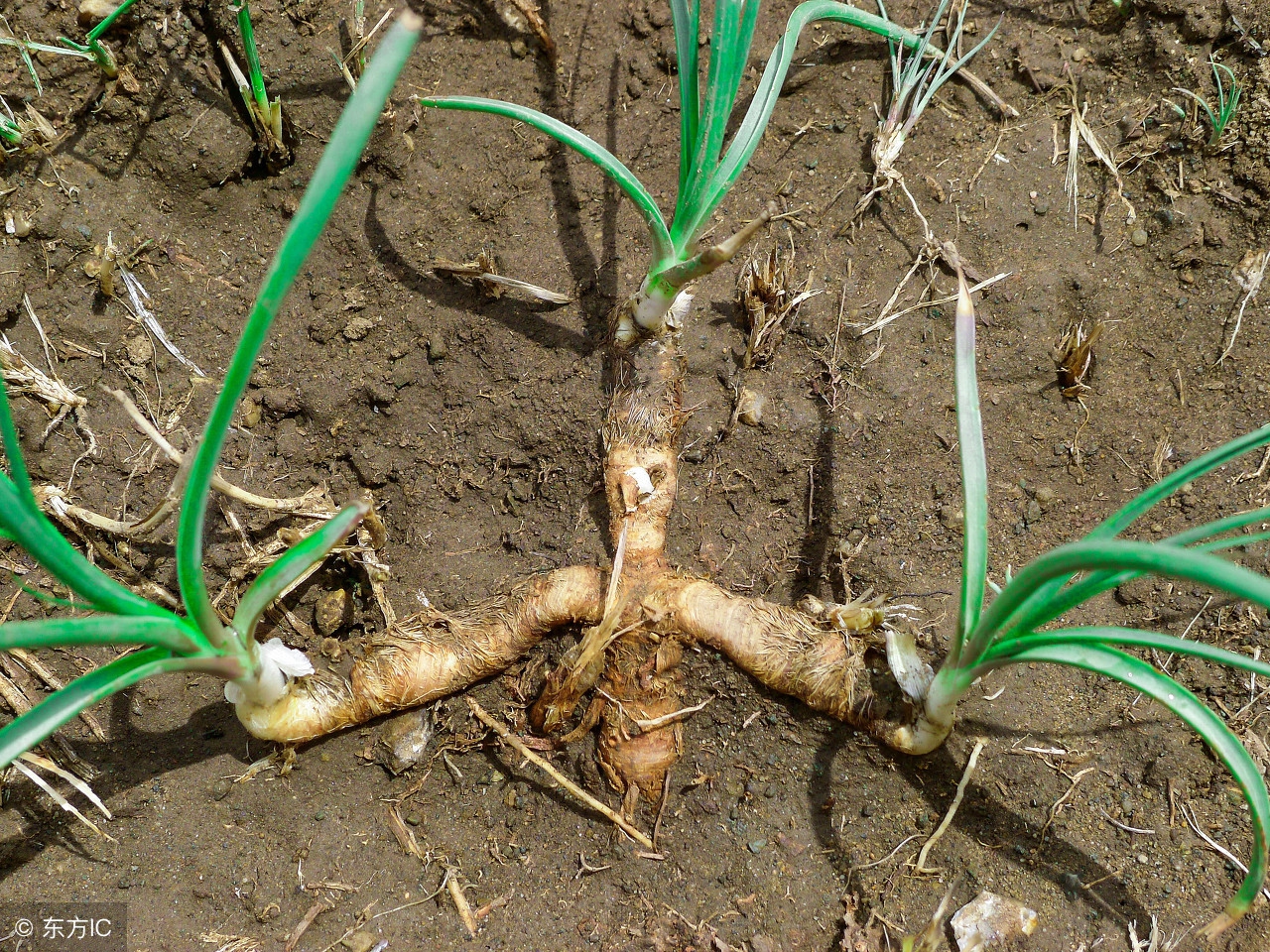 知母根的功效与作用