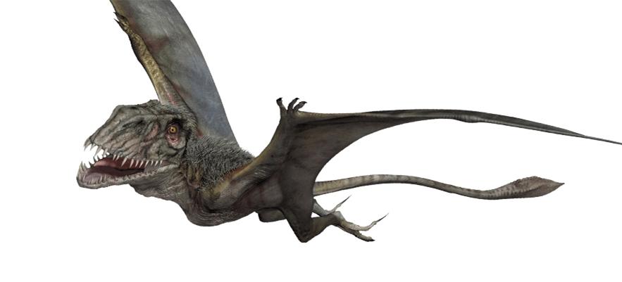 3米(细长的尾巴的缘故),在电影中暴虐暴龙大闹翼龙馆的时候有亮相.