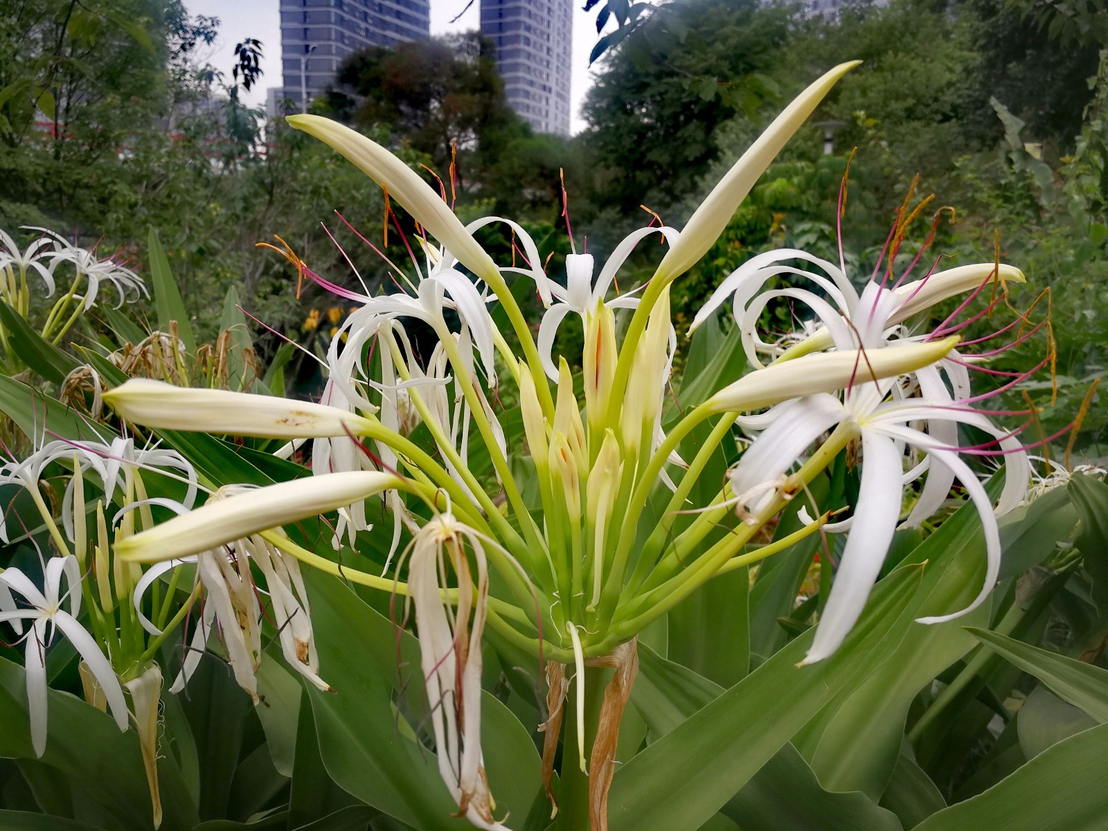 佛教"五花六树"之文殊花,弥漫文殊菩萨灵气