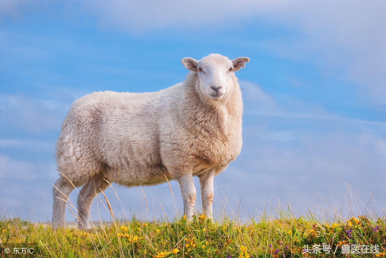 6月19日，各个地区最新肉羊活羊价格行情！