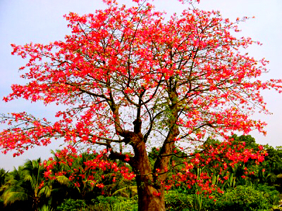 木棉花几月份开花,广州的木棉花几月份开花