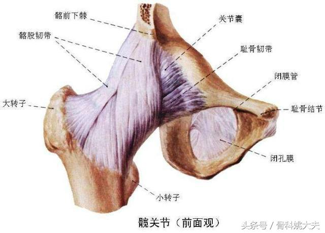 拍片髋关节一切正常但是股骨头痛是怎么回事？