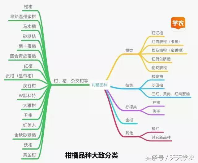 除了红美人，谁还能卖30元/斤？柑橘疯狂扩种下，到底该种啥？