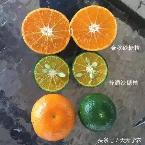 除了红美人，谁还能卖30元/斤？柑橘疯狂扩种下，到底该种啥？